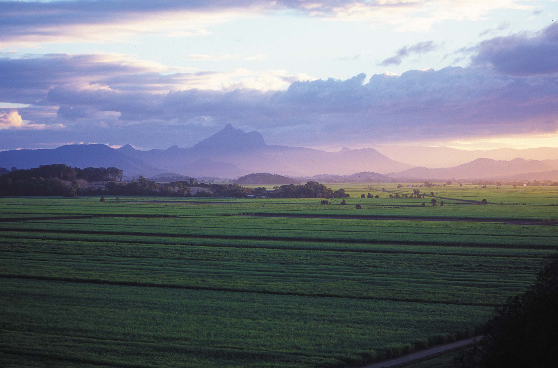 Canefield_beauty_and_Wollumbin_-_Mount_Warning